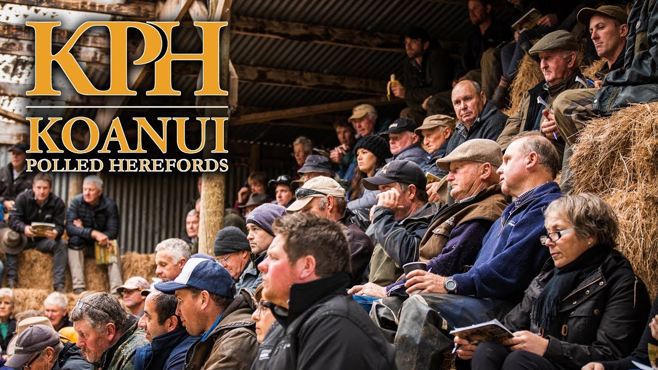 2019 Koanui Polled Hereford Bull Sale