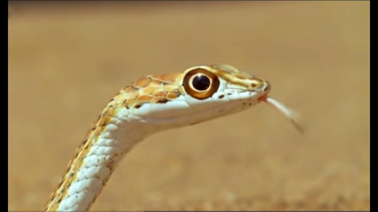Sand Snake vs Lizard | Wild Africa | BBC Earth