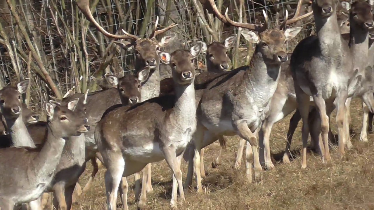 Mufloní farma 2016