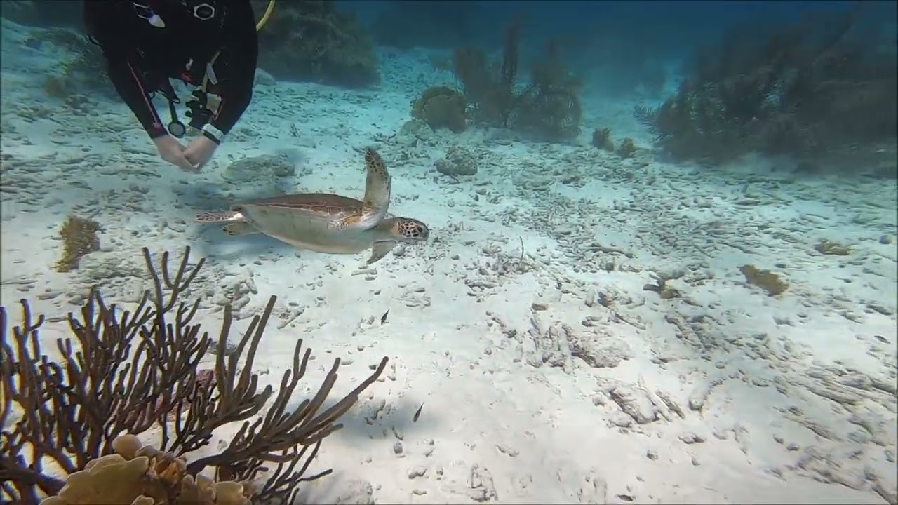 Bonaire 4