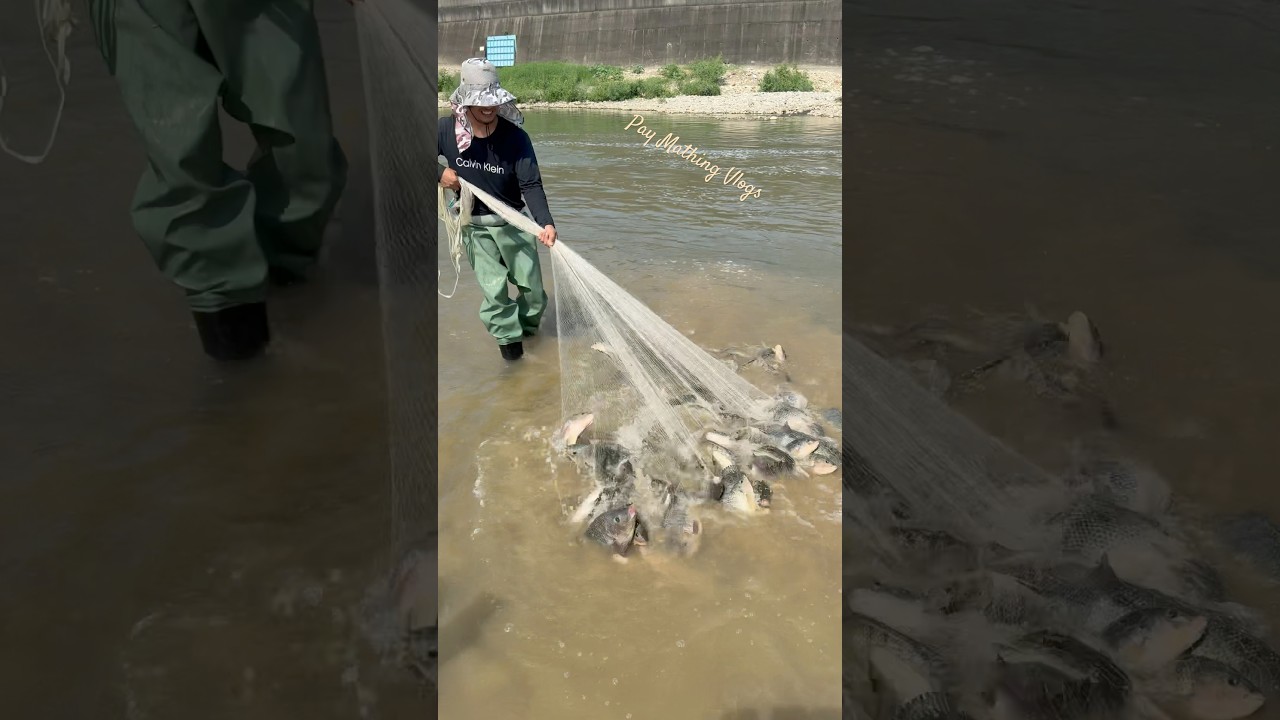 Hinila nalang ang lambat sa sobrang dami ng huli#viralvideo #trending #fishing #shorts #amazing