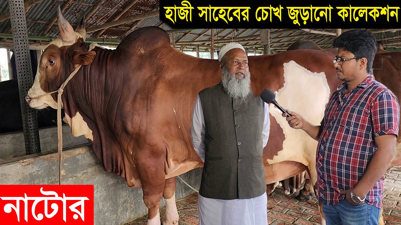 দেশি বিদেশি ১০০ টি চোখ জুড়ানো গরু নিয়ে প্রস্তুত নাটোরের হাজী সাহেবের গরুর খামার cow price 2023