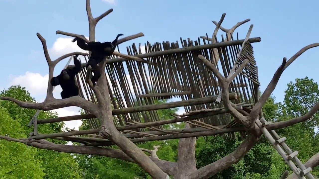 🐒Gibbons singing & Wylin' out
