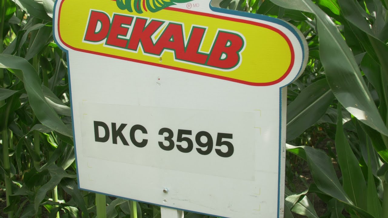 Bardzo dobrze rokująca kondycja odmian kukurydzy Dekalb DKC2972, DKC3201 i DKC3595