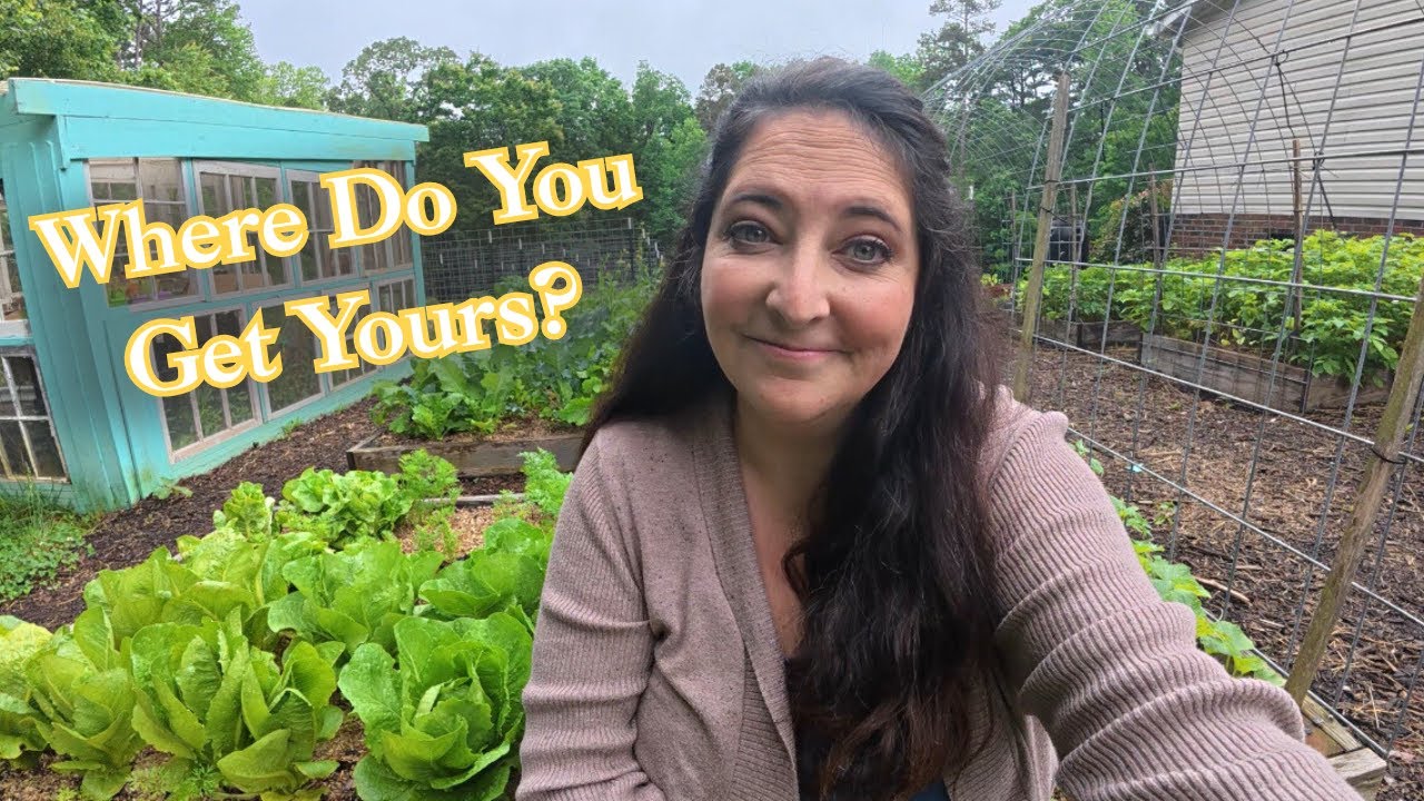Where To Buy Medicinal Herb Plants & Seeds | Best Online Stores & Nurseries