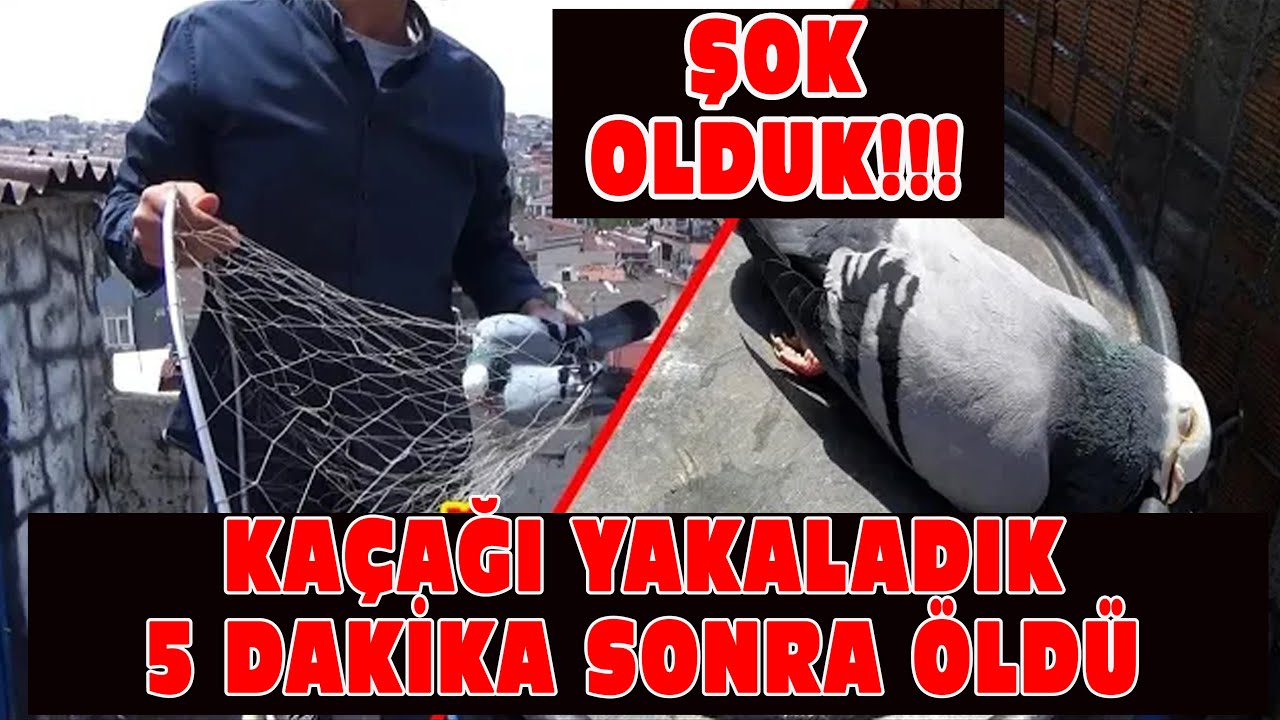 ŞOK OLDUK! KAÇAĞI YAKALADIK 5 DK SONRA ÖLDÜ