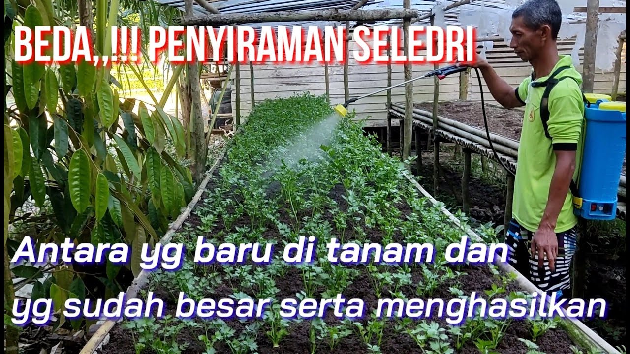 Penyiraman seledri yang baru tanam dan yg sudah besar itu berbeda