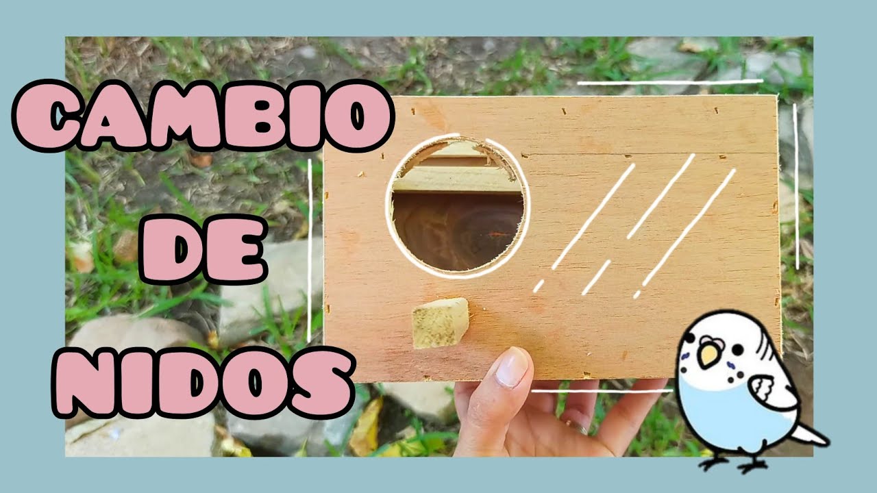 ¿se puede cambiar el nido? | Periquitos Australianos