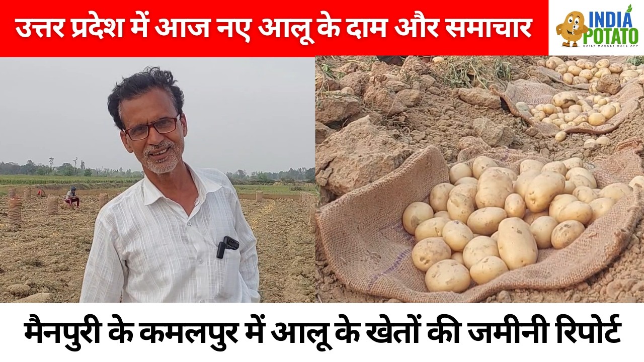 उत्तर प्रदेश में आज नए आलू के भाव | कमलपुर के खेतों की जमीनी रिपोर्ट - India Potato News