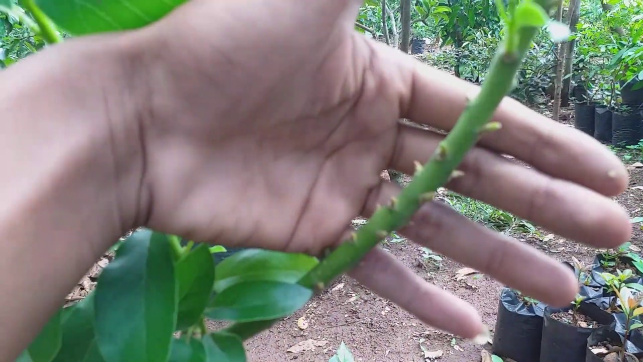 Cara pemangkasan alpukat yang benar dalam pot (rimbun & betbuah)