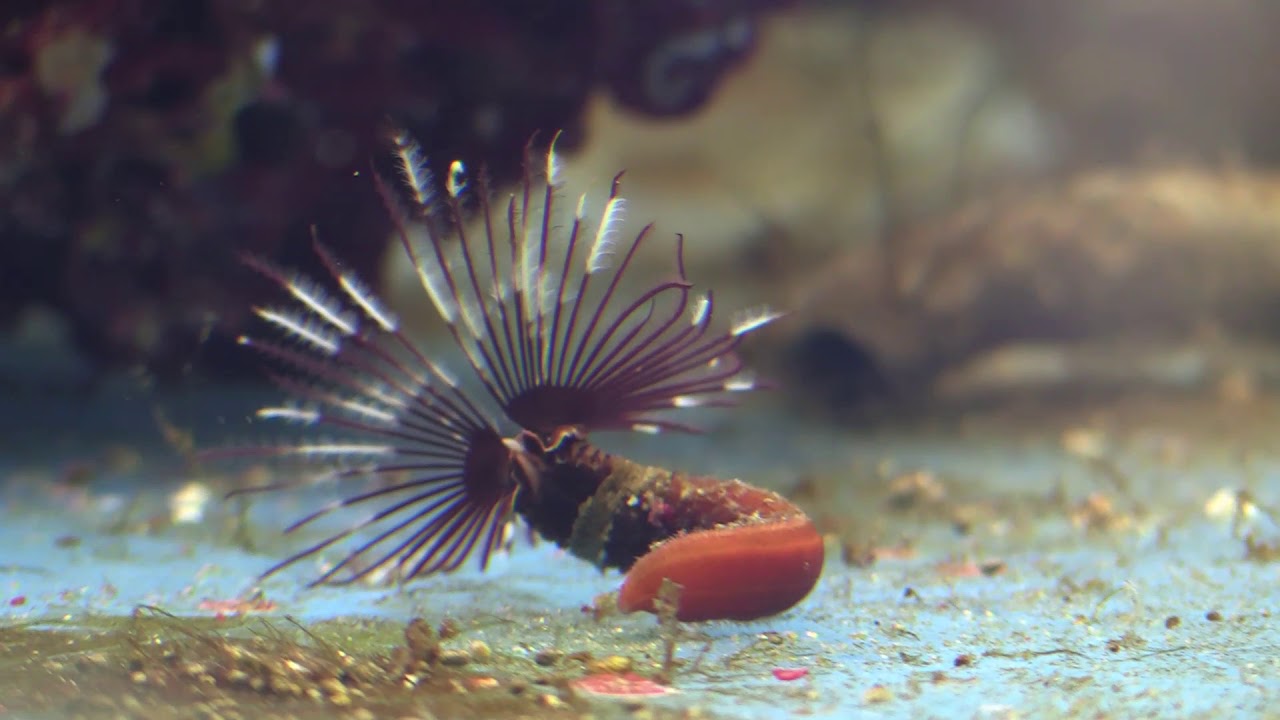 Feather duster worm - Sabellastarte spectabilis