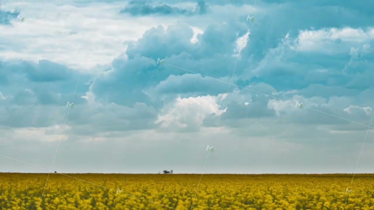 Colorful Cloudy blue Sky fluffy Clouds On Horizon Above Canola Colza Rapeseed Field. Time Lapse