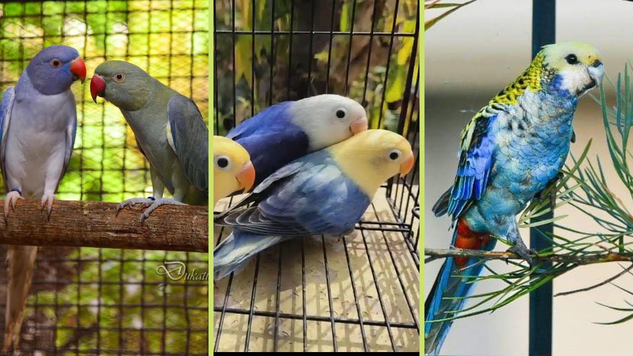 FEIRA DE PÁSSAROS EXÓTICOS DE CARUARU PE 12 12 2024
