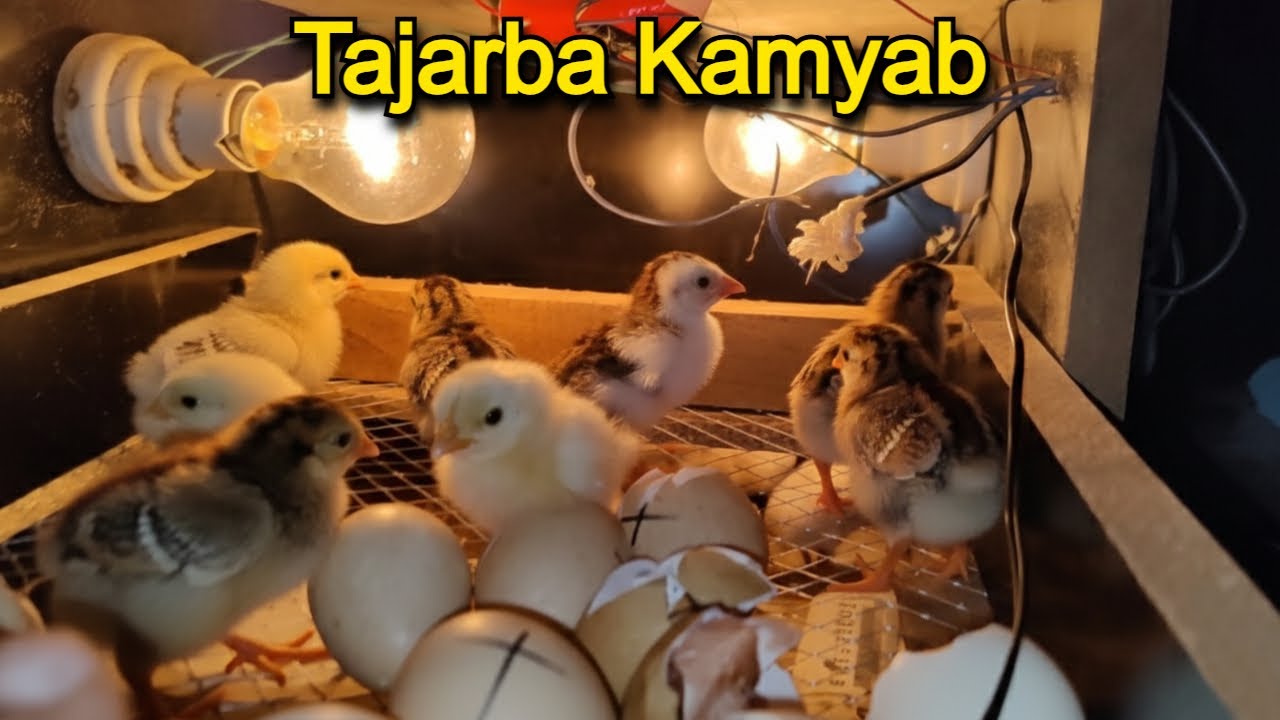 Incubator Se Chuzay Nikal Aaye! 🐣 | My Successful Hatching Experience