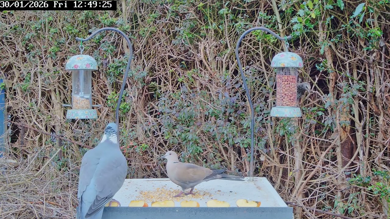  Bird table battles, 30th January 2026