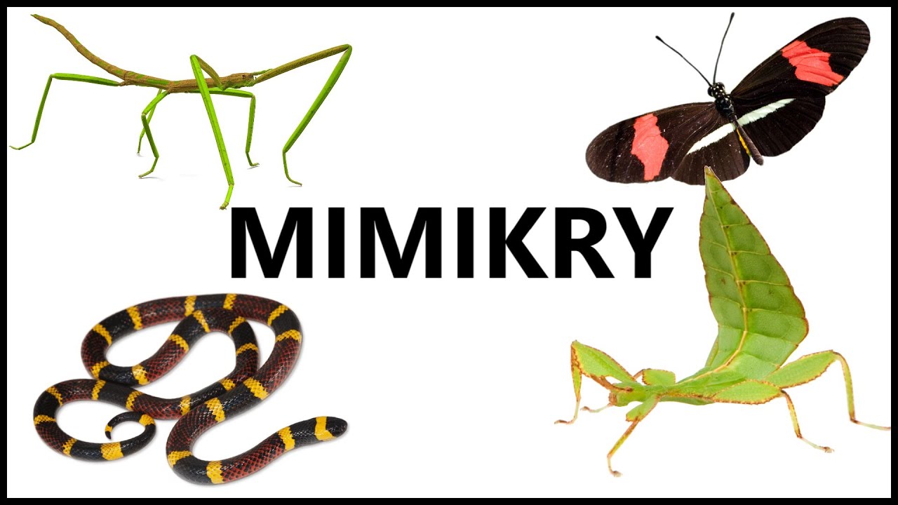 Prečo sa oplatí klamať? | Mimikry