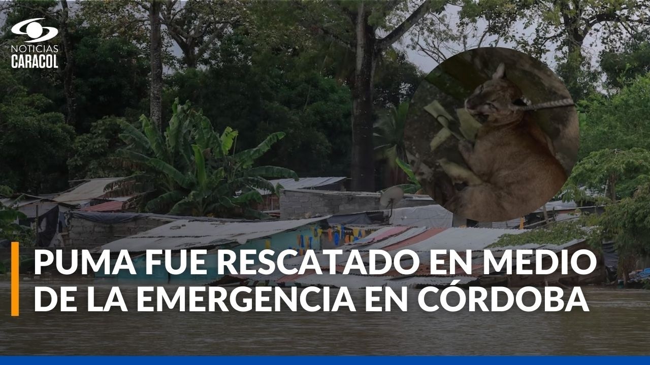 Puma atrapado por inundaciones en Córdoba fue rescatado; será devuelto a su hábitat natural