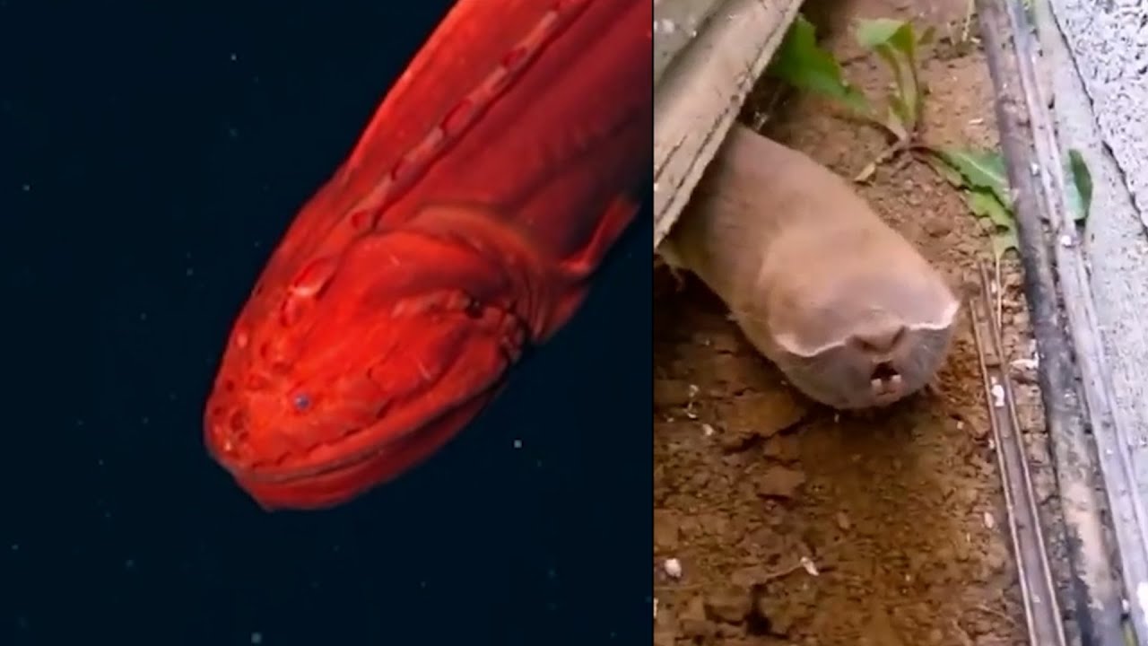 こんな生き物が存在したとは…信じられない生物18種