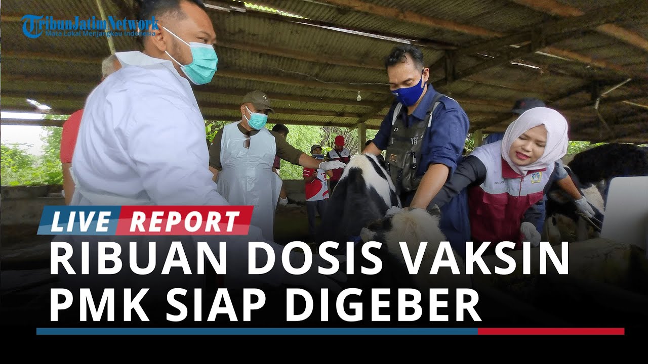 BREAKING NEWS - Ribuan Vaksin PMK Siap Digeber, Bupati Gresik Tinjau Vaksinasi di Wirnginanom
