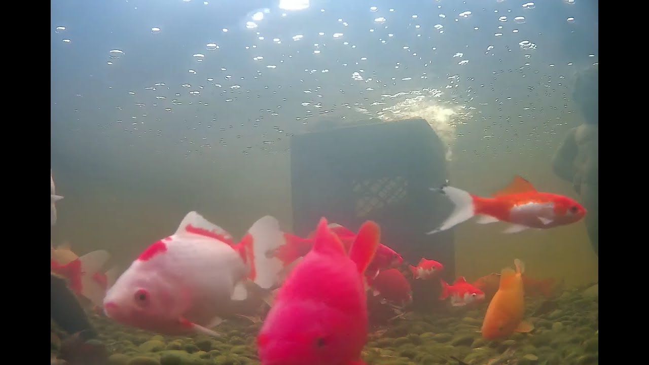 DEC. FISH ARE COLD