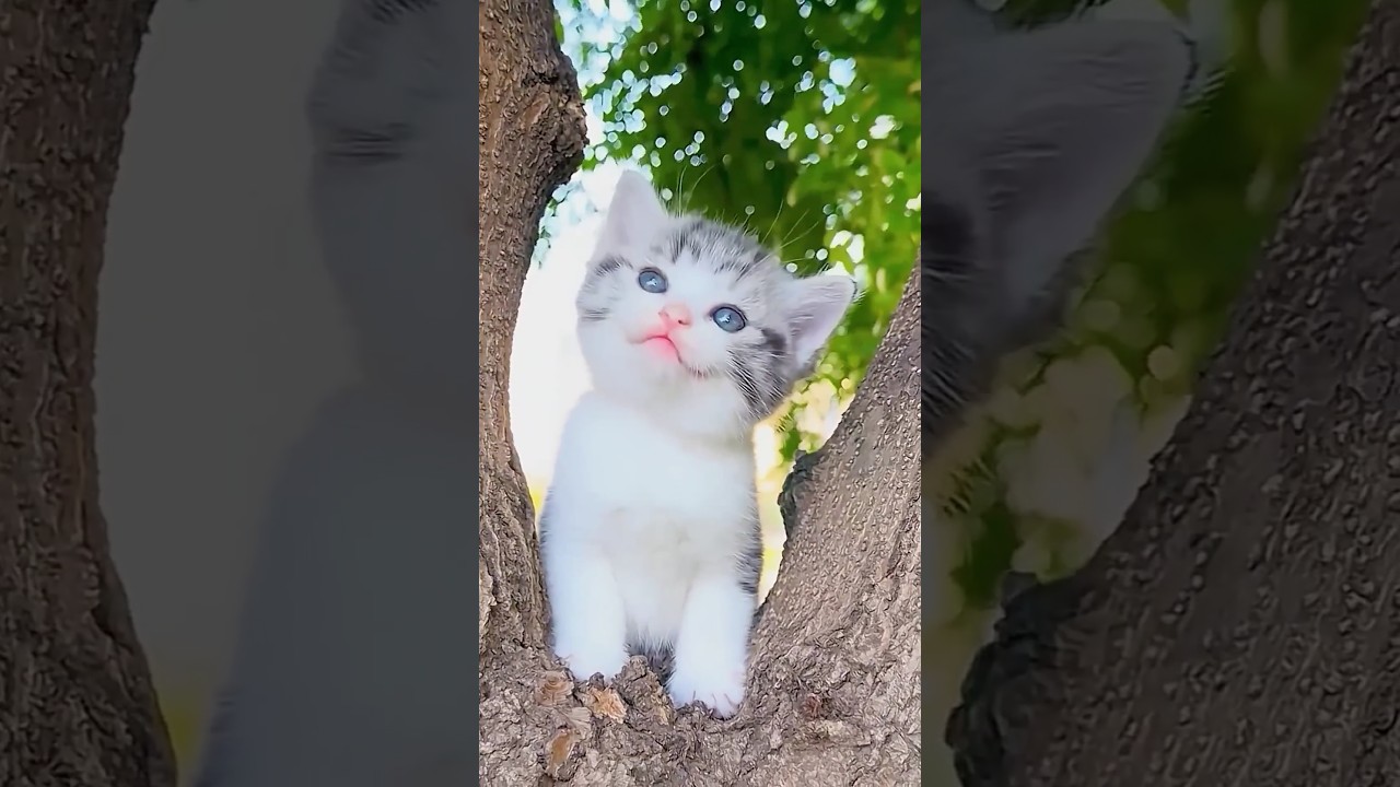 Billi wala cartoon cat Lovely 🤩🌹 Billi wala game #cat #kitten #billi