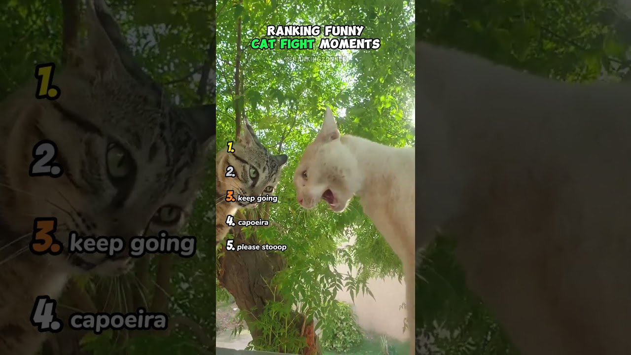 Who’s the Real Cat Fight Champion? 