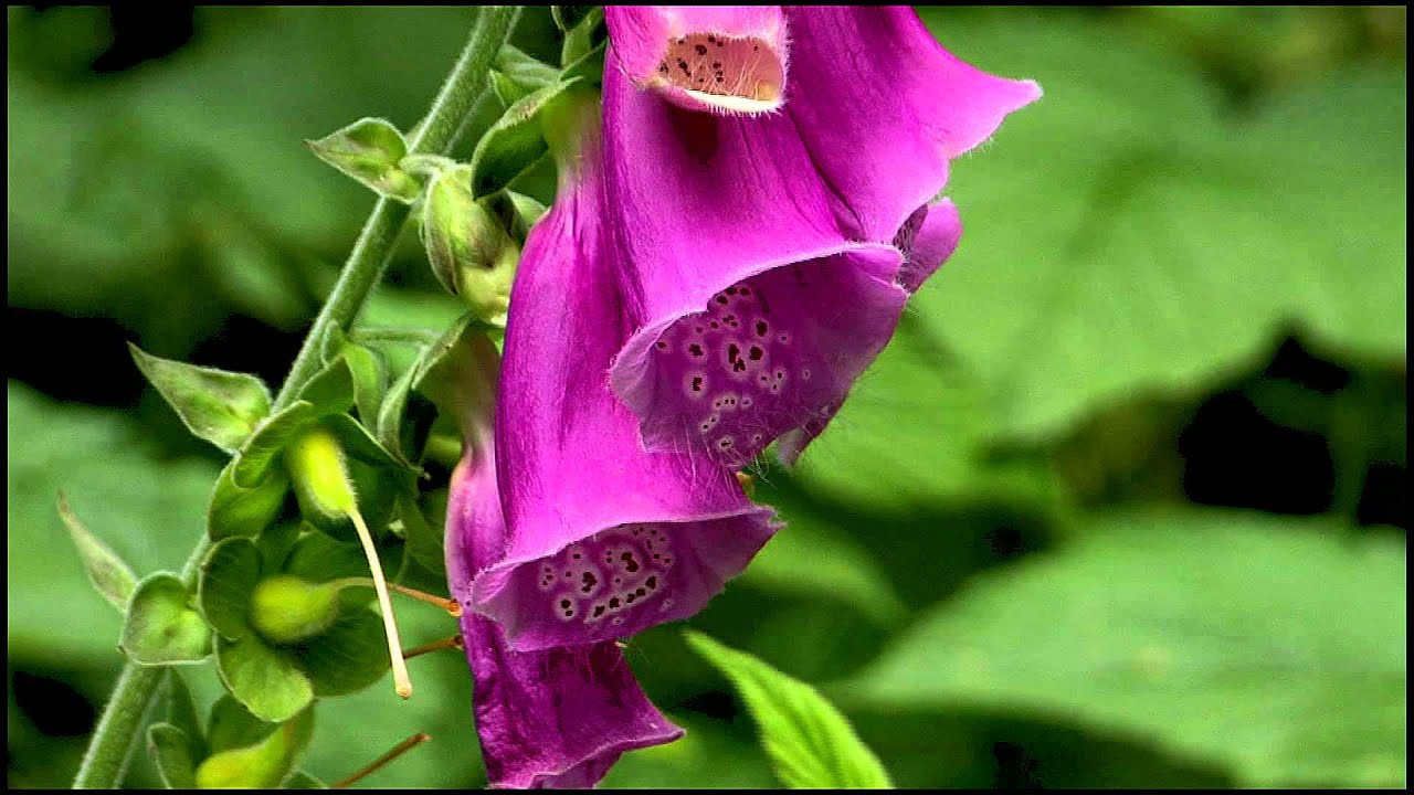 Wildblumen