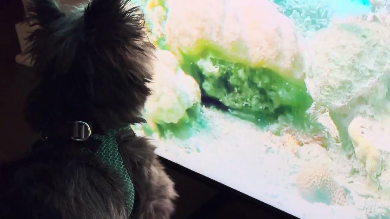 Roxas attacks fish on tv 