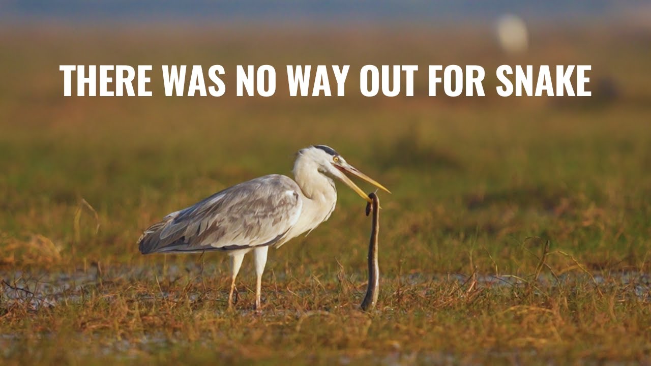 Odisha Birding at Its Best | Grey Heron Swallowing a Snake in Mangalajodi | Birding Experience.