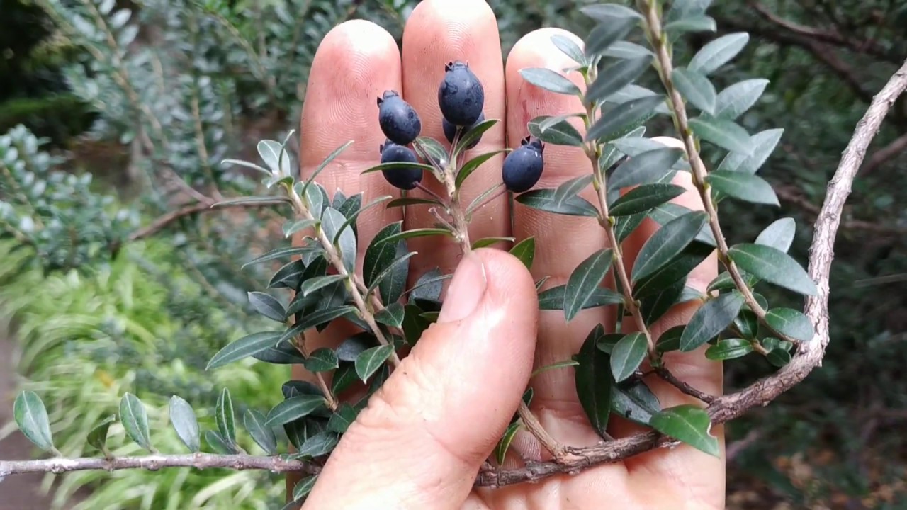 Myrtus communis (Myrtle fruit)