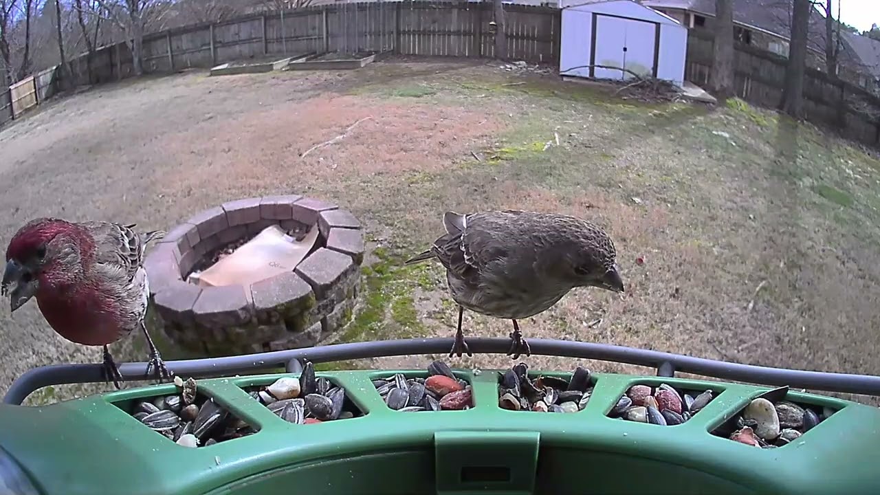 Who’s at the Feeder Today? Beautiful Backyard Birds in Action!