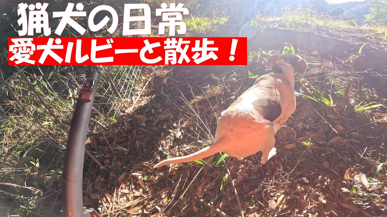 猟犬の日常　愛犬ルビーと散歩（狩猟？）