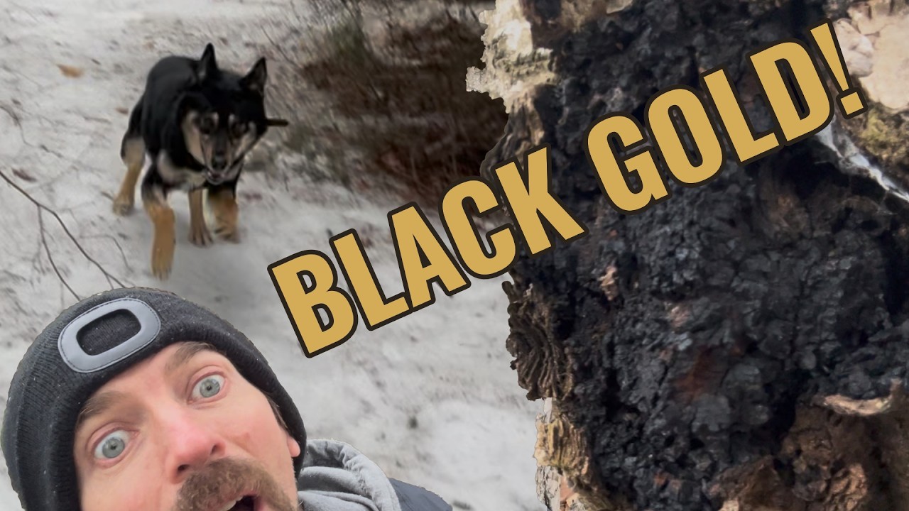 Foraging 'Black Gold': How to Find Chaga & Brew it With Coffee