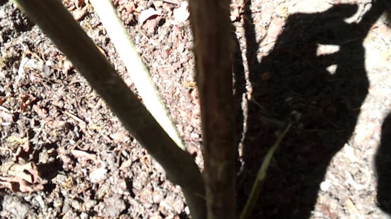 Outdoor Medical Marijuana #7 