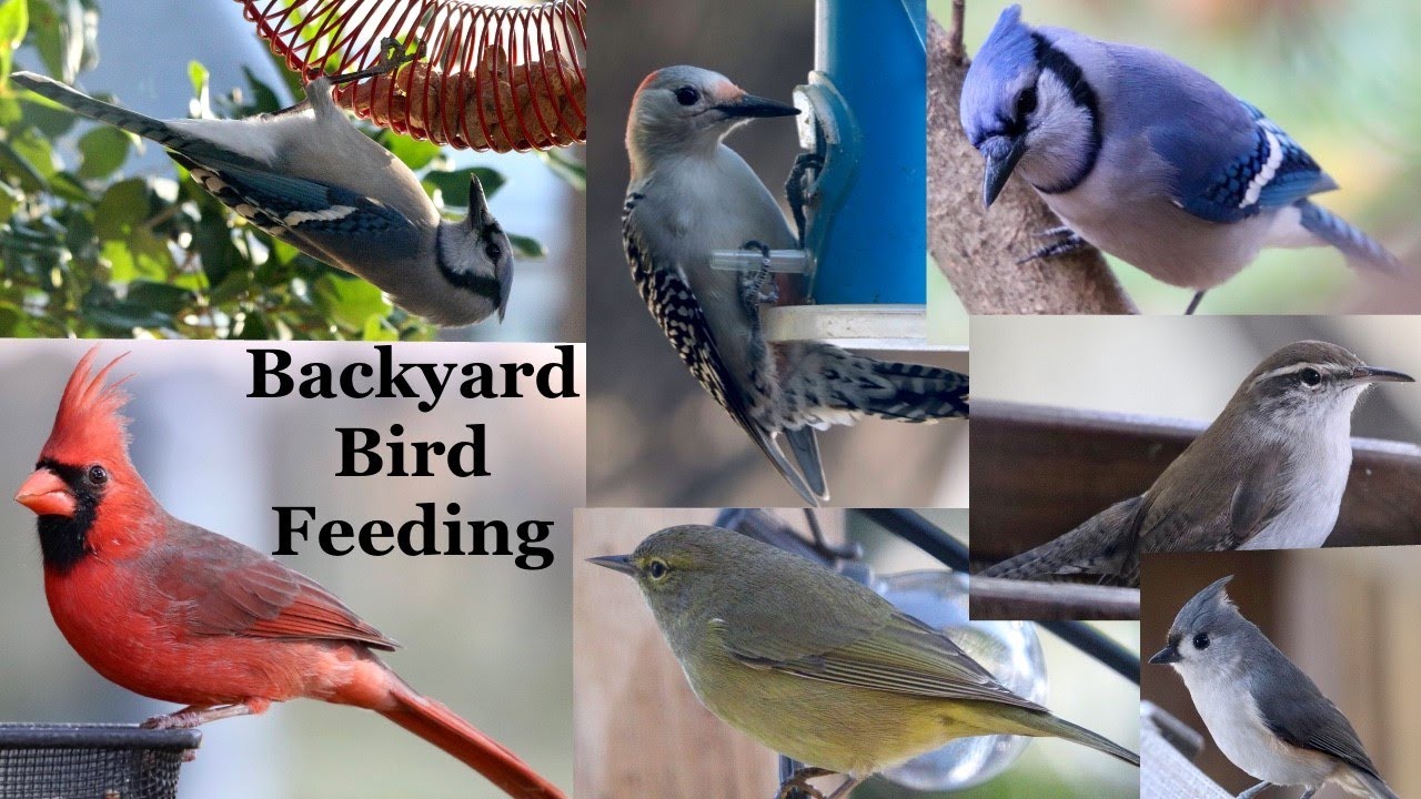 Conservation in Urban Areas: Backyard Bird Feeding