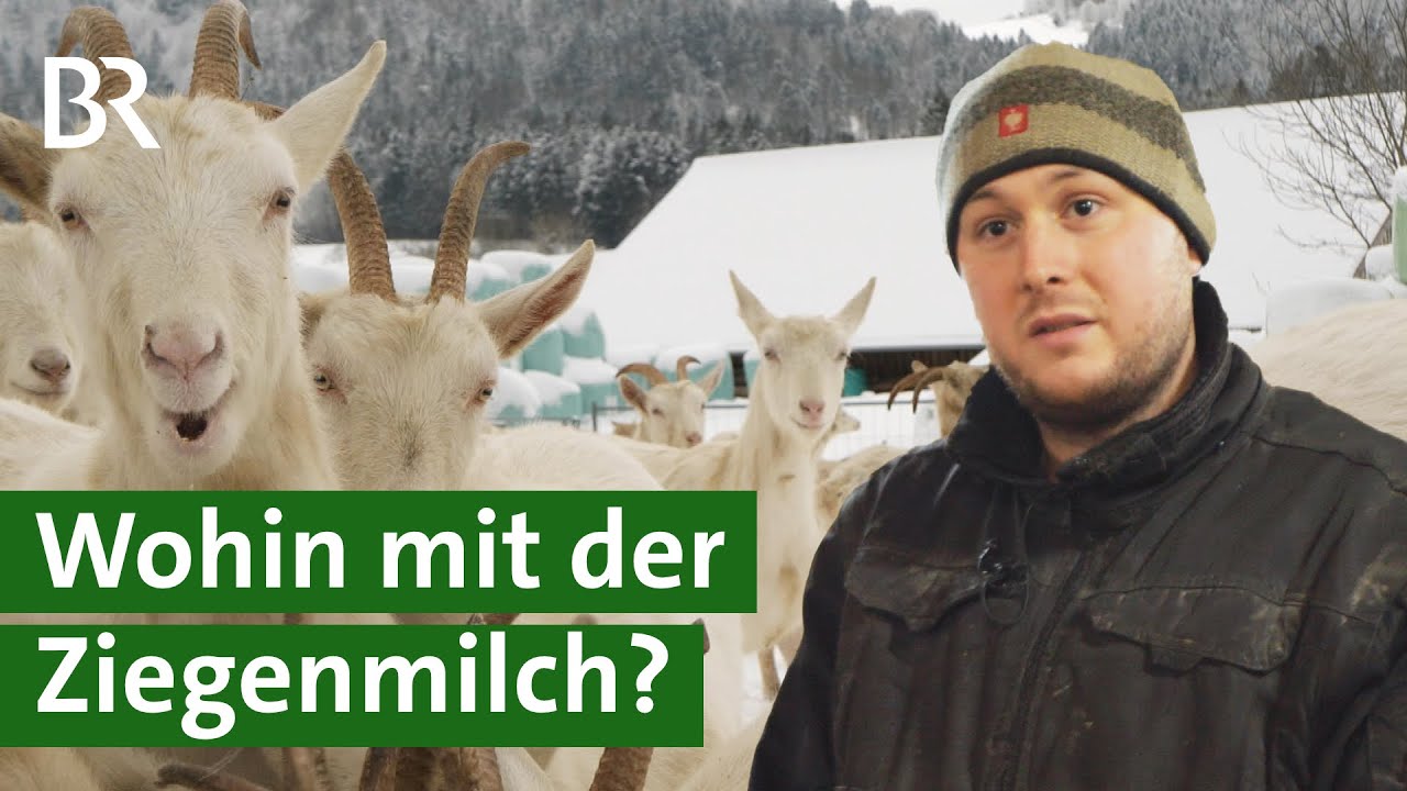 Nicht rentabel, Molkerei kündigt Vertrag: Ziegenhalter vor dem Aus | Unser Land | BR