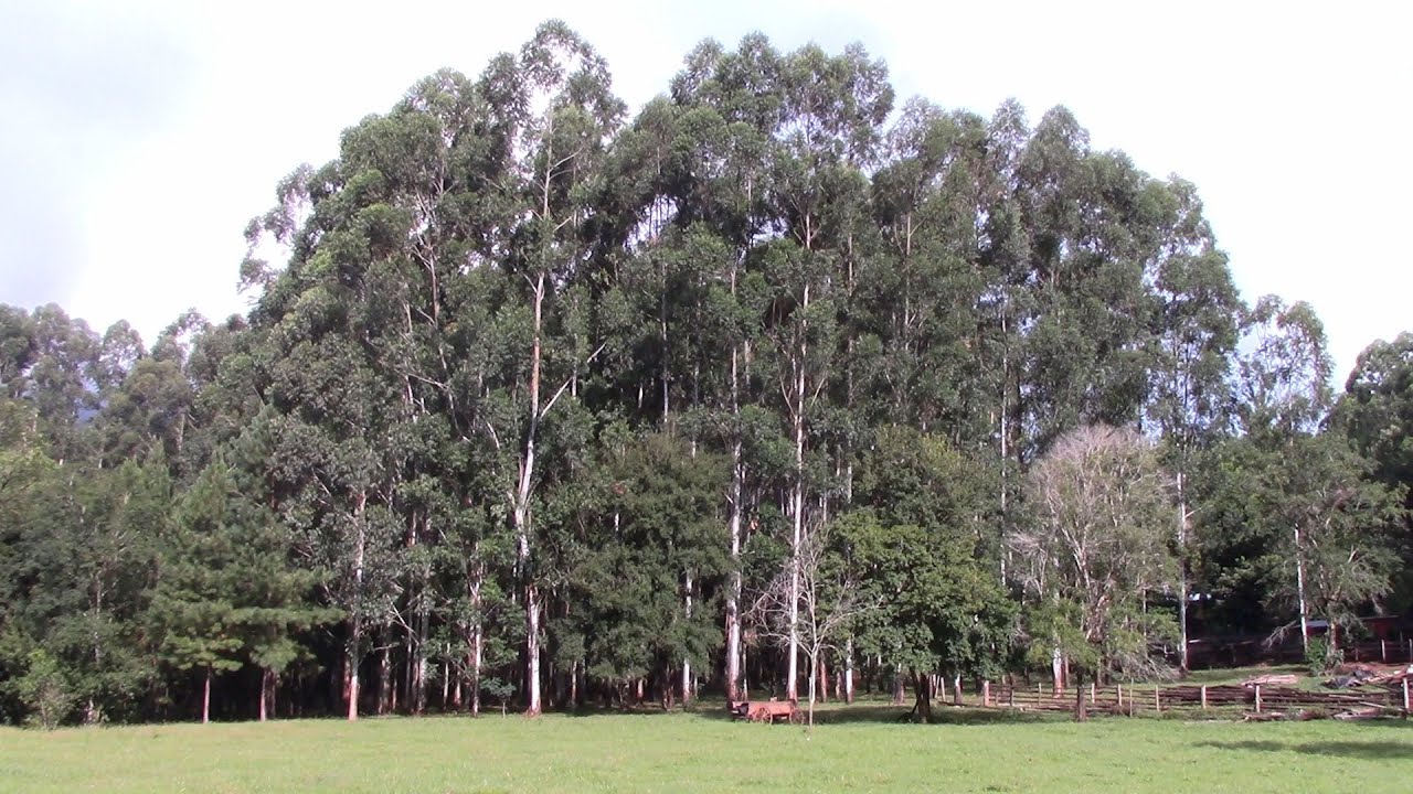 Eucalyptus grandis | Árboles de 16 años de edad en su turno de corte, tala rasa.