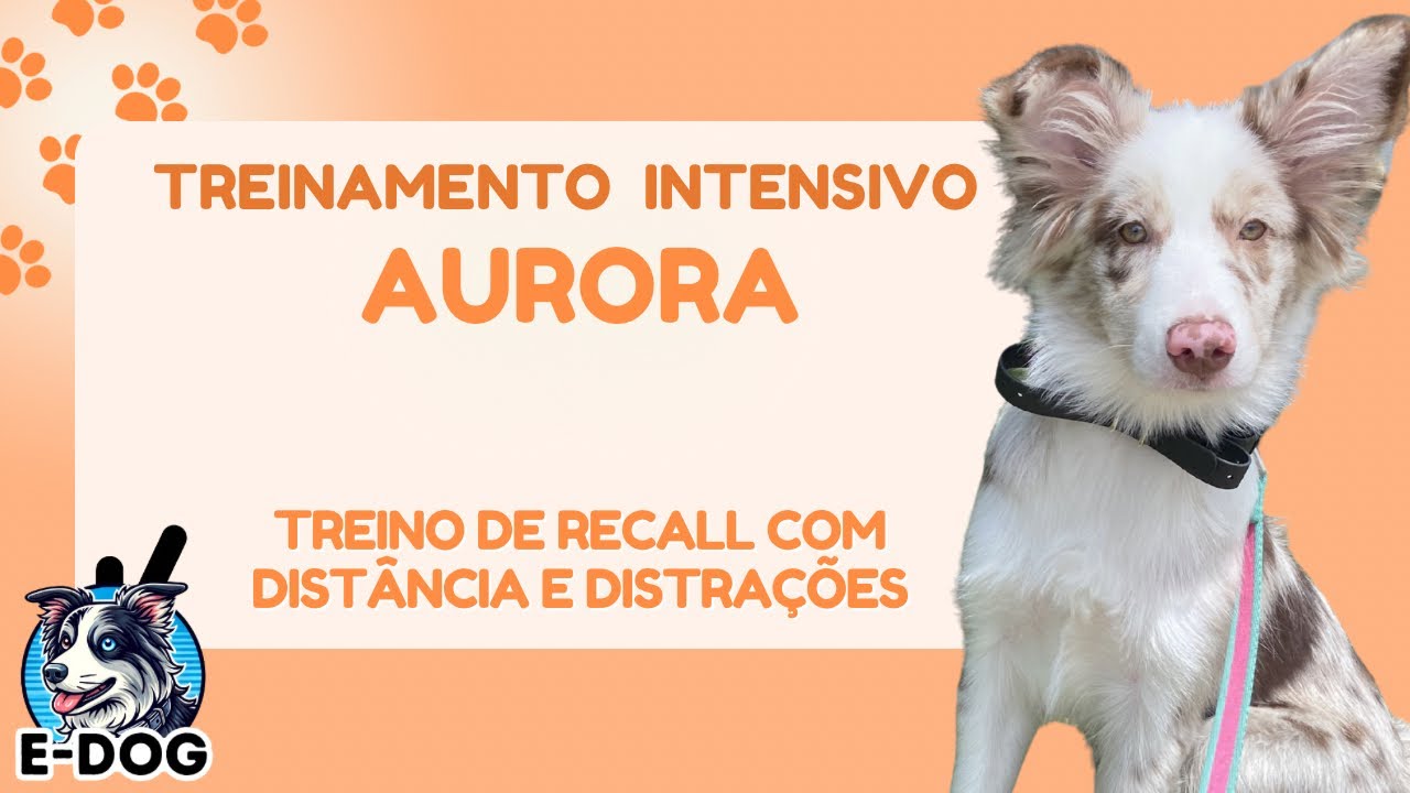 Treino de recall com distância e distrações - Dia 05 - Treinamento Intensivo Aurora 