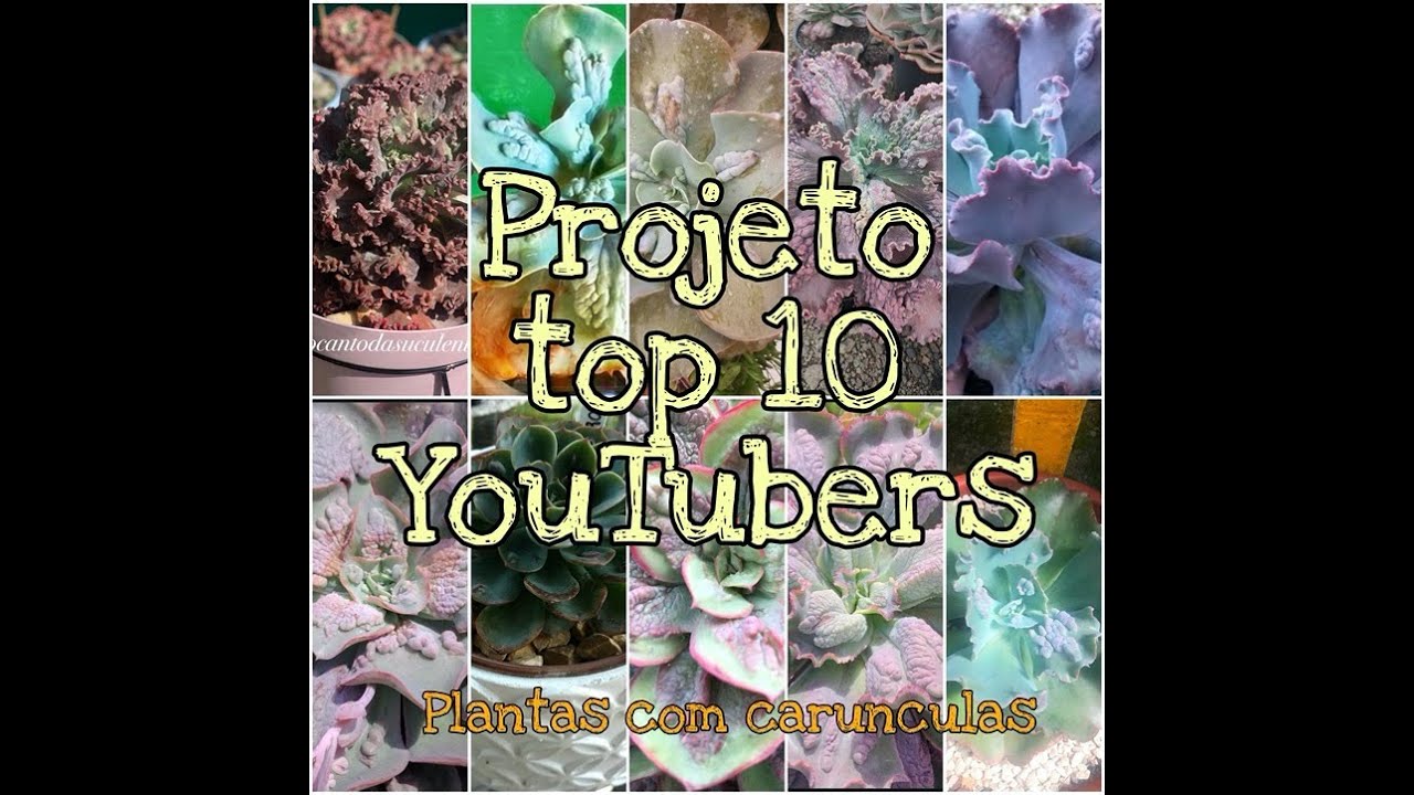Suculentas com carunculas dos meus amigos