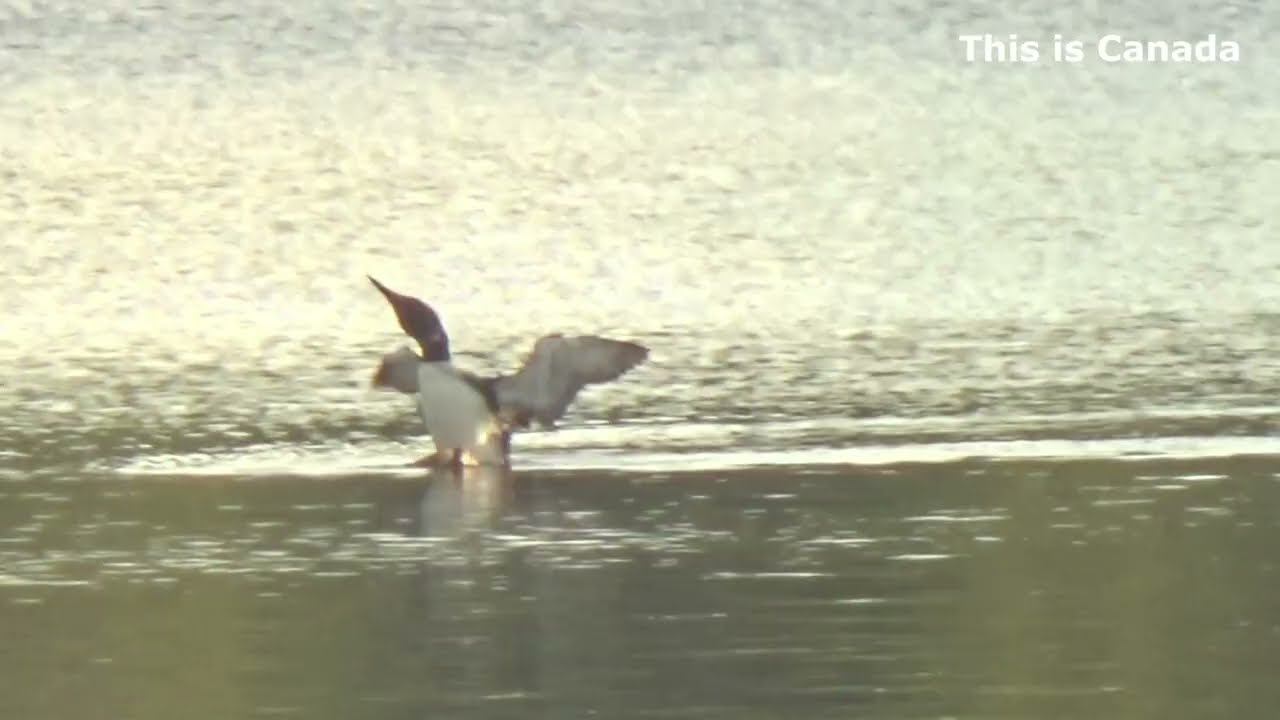 Watching loons is so addictive.