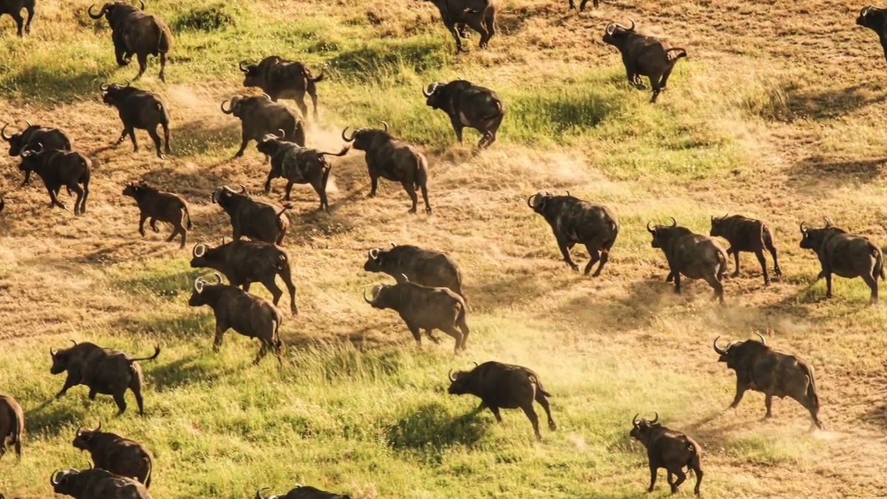 Rama, a TANAPA pilot working in the Serengeti recounts one of his most memorable lion sightings!