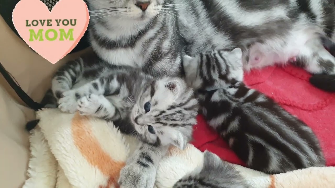 British Shorthair, Silver Tabby kittens, whiskas cat.