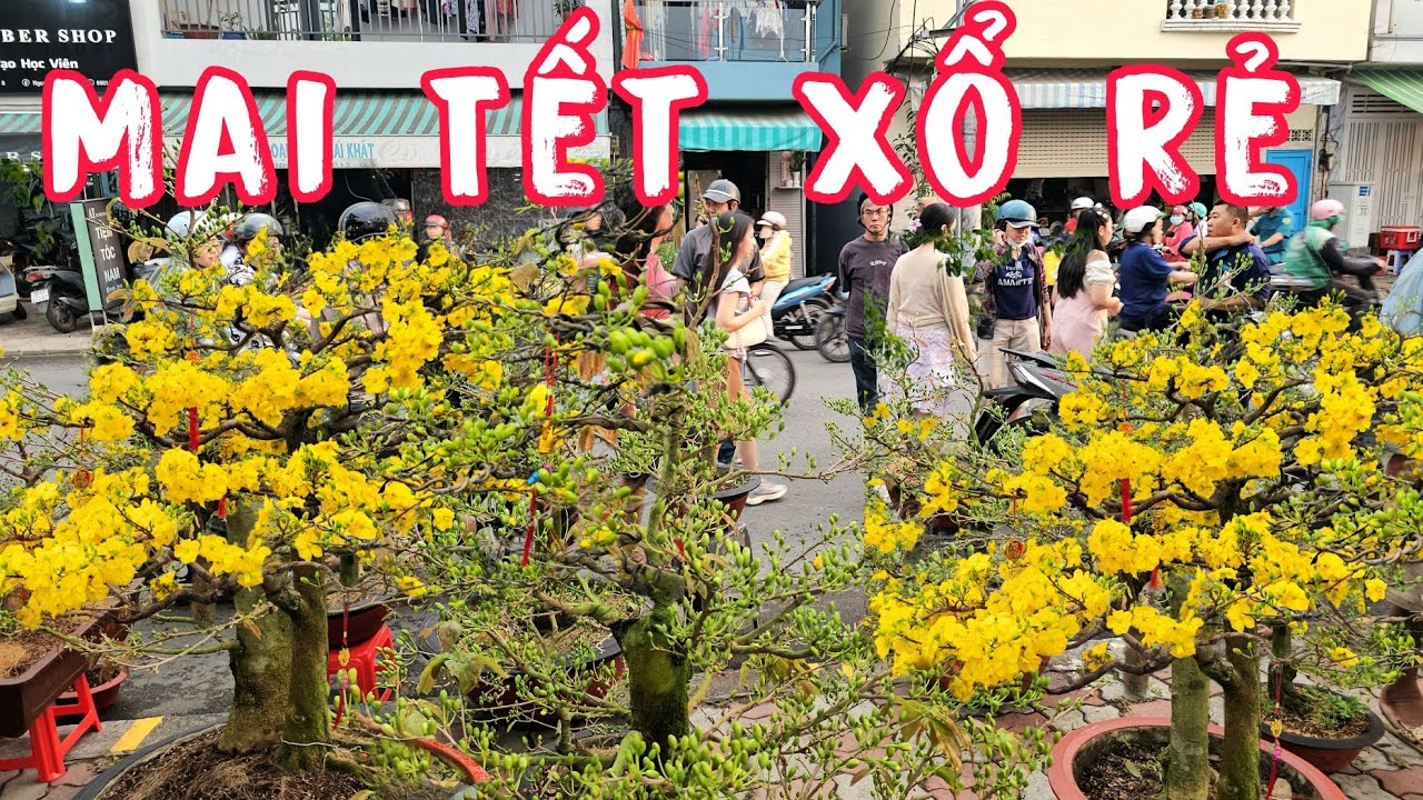 Nhà Vườn Xả Hàng Mai Vàng Siêu Nụ Chợ Hoa Tết Bến Bình Đông Sài Gòn.