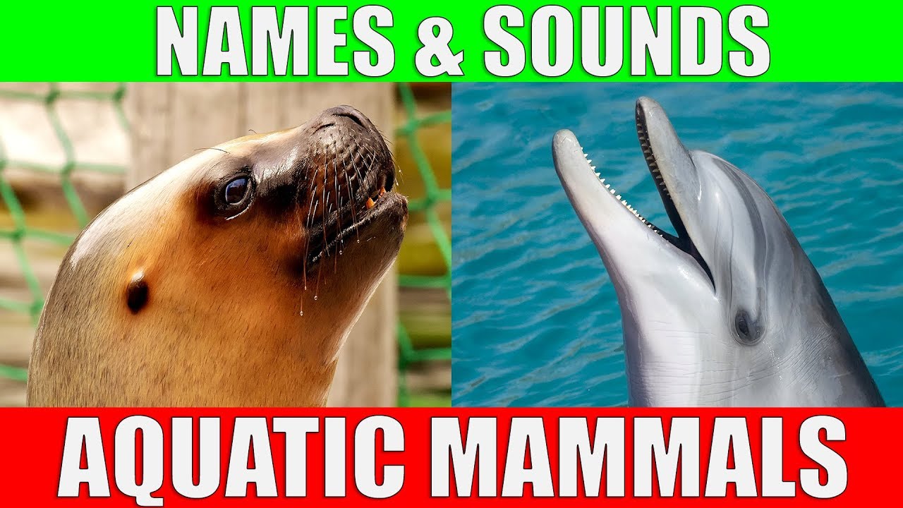 AQUATIC MAMMALS Names and Sounds for Kids to Learn | Learning Aquatic Mammals for Children