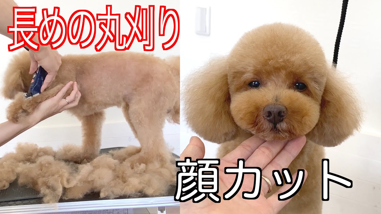【poodle grooming】丸刈り感があまりない丸刈り✂︎顔カットはほぼブレンダー【トイプードル】