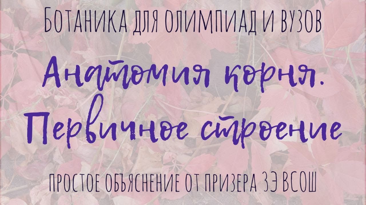 Первичное строение корня / Понятная анатомия растений для олимпиад по биологии и студентов ВУЗов