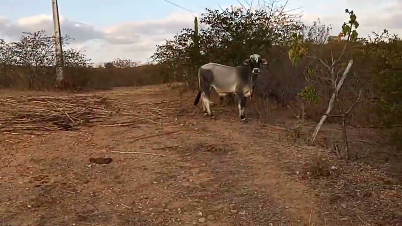 mostrando um sert&atilde;o abandonado!