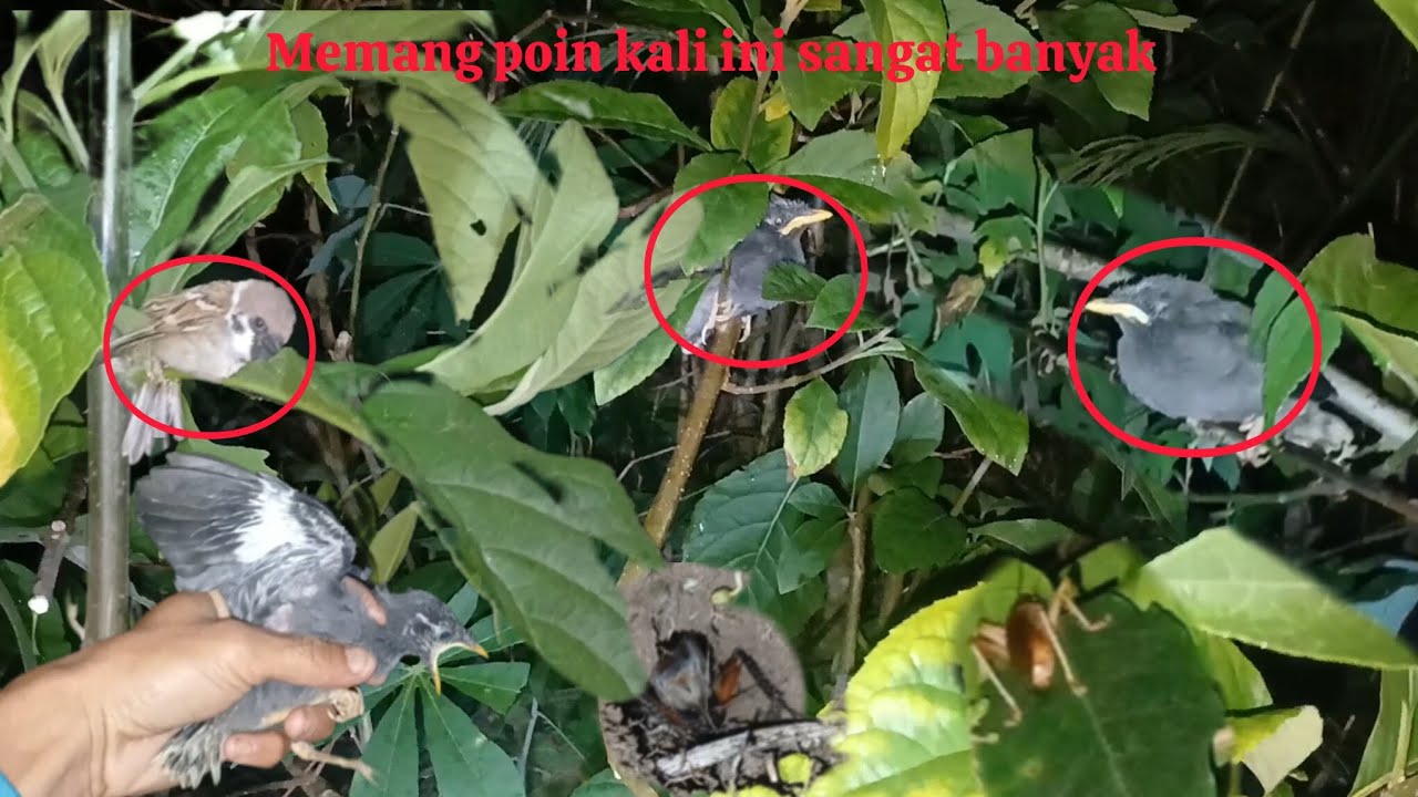 Ngobor burung kali ini poinya sangat banyak
