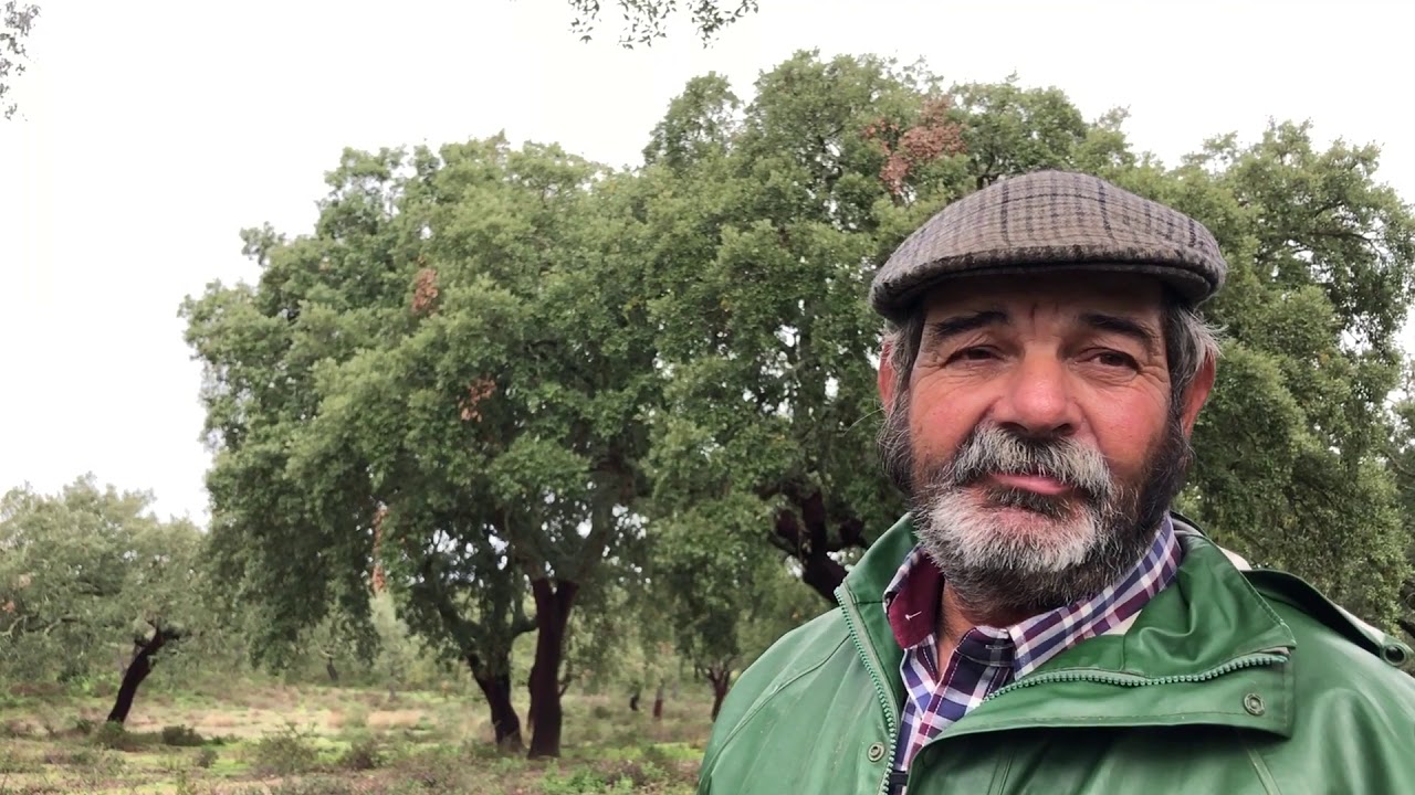 Colheita da Bolota - Montado do Freixo do Meio