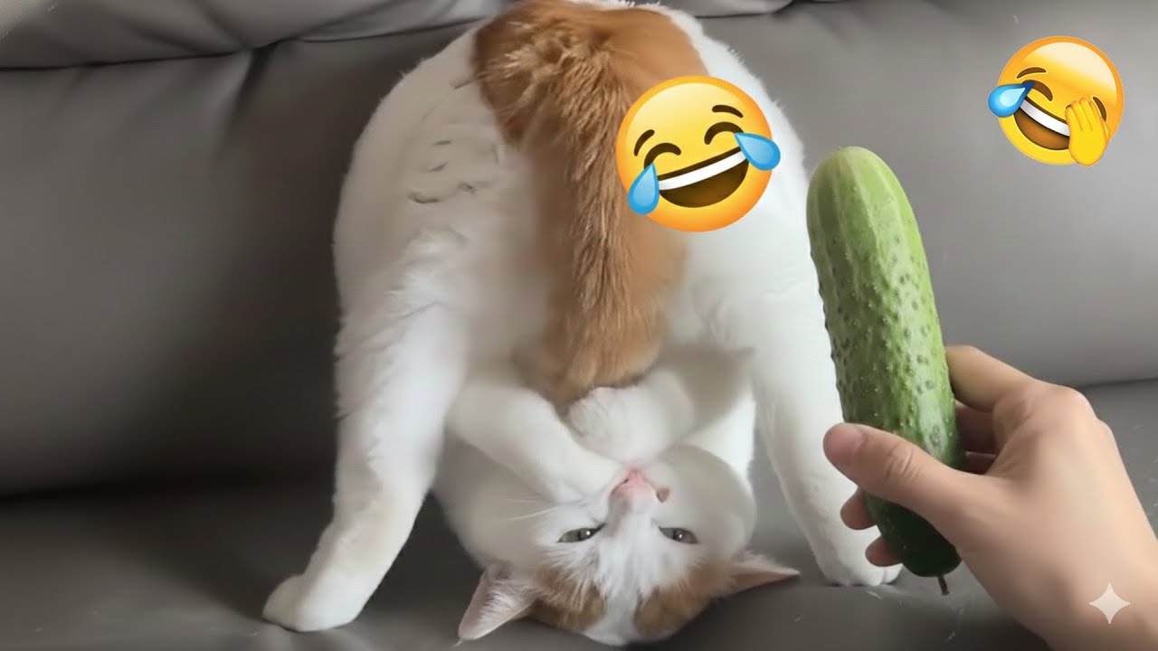 You Laugh You Lose 🤩Funniest Cats and Dogs 🦴🐩2026 || You’ll Laugh to Tears!
